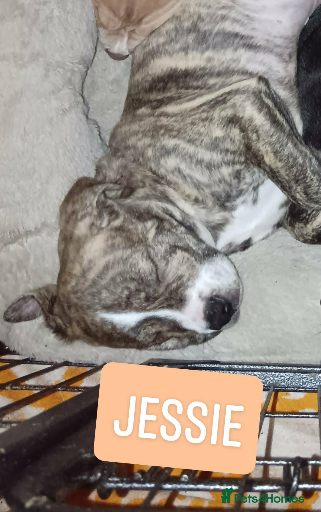 Mixed Breed dogs OLD ENGLISH BULLDOG X - Advert 21