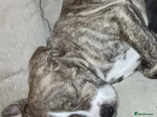 Mixed Breed dogs OLD ENGLISH BULLDOG X - Advert 21