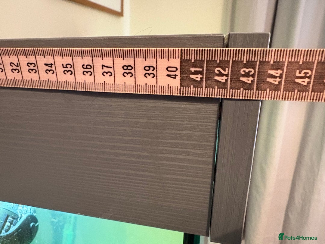 Fancy Goldfish fish for sale: Fancy Goldfish, with full set up  - Image 6