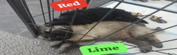 German Shepherd dogs for sale: Beautiful KC German Shepherd Puppies - Advert 8