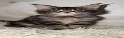 Maine Coon cats for sale: 6 beautiful Maine coon kittens  - Advert 10