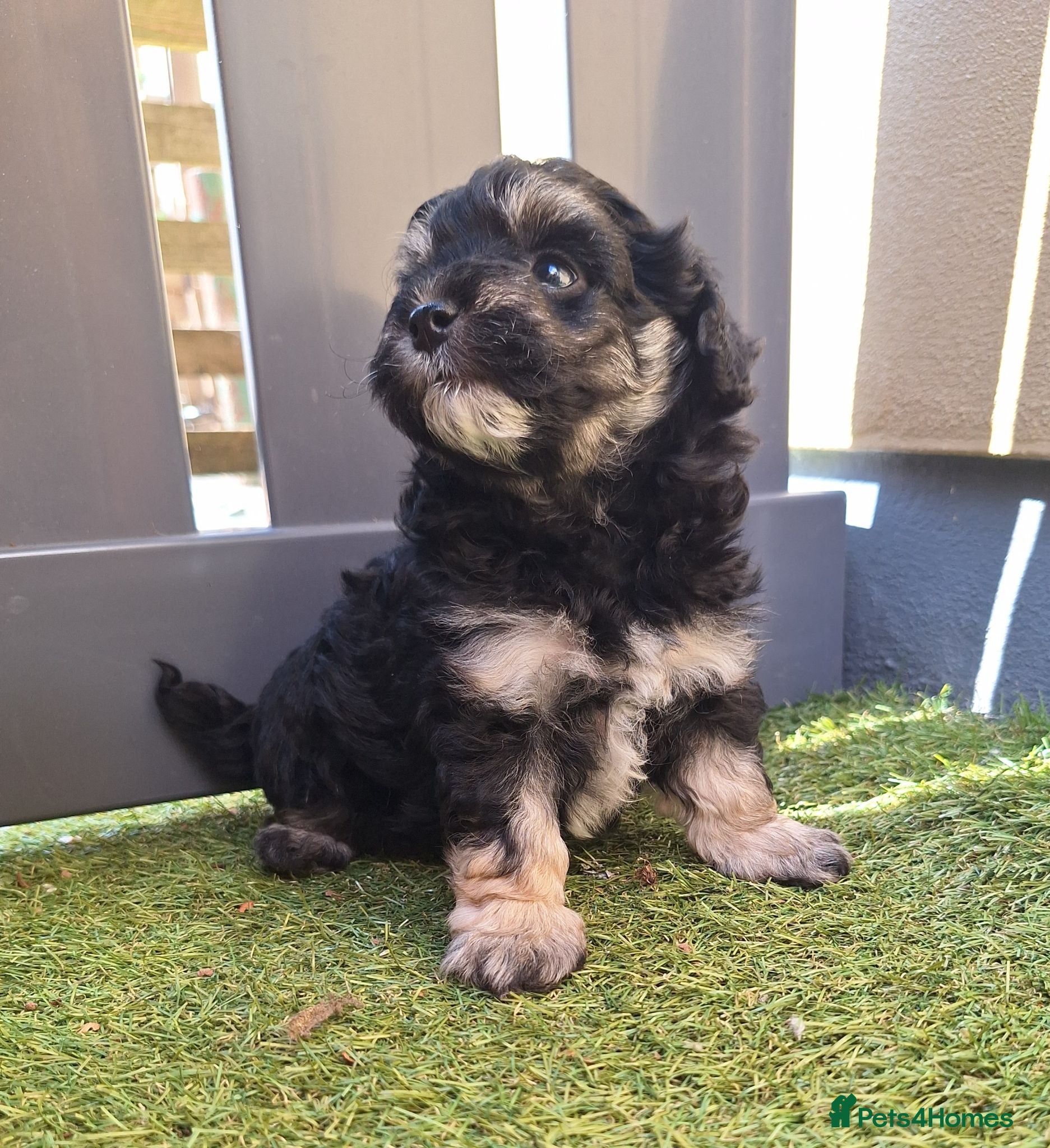 Maltipoo dogs 🐾🐾..PHANTOM/TRI MALTIPOO...🐾🐾 - Advert 6