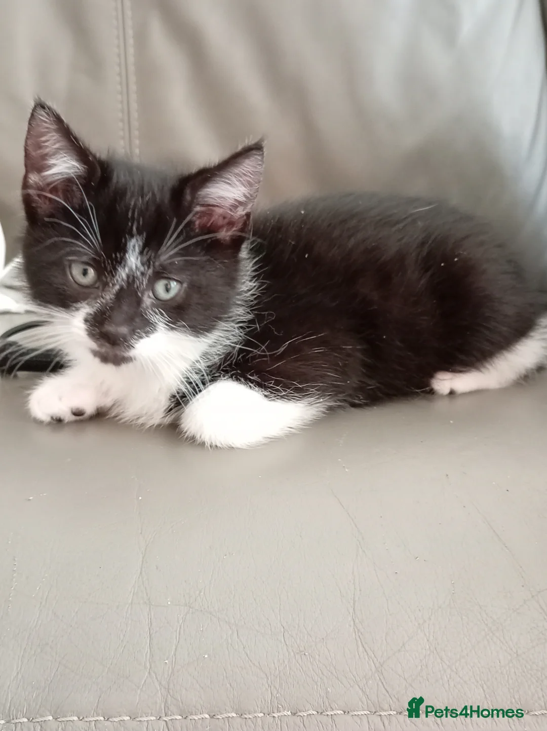 Mixed Breed cats for sale: Adorable Kittens - Advert 19