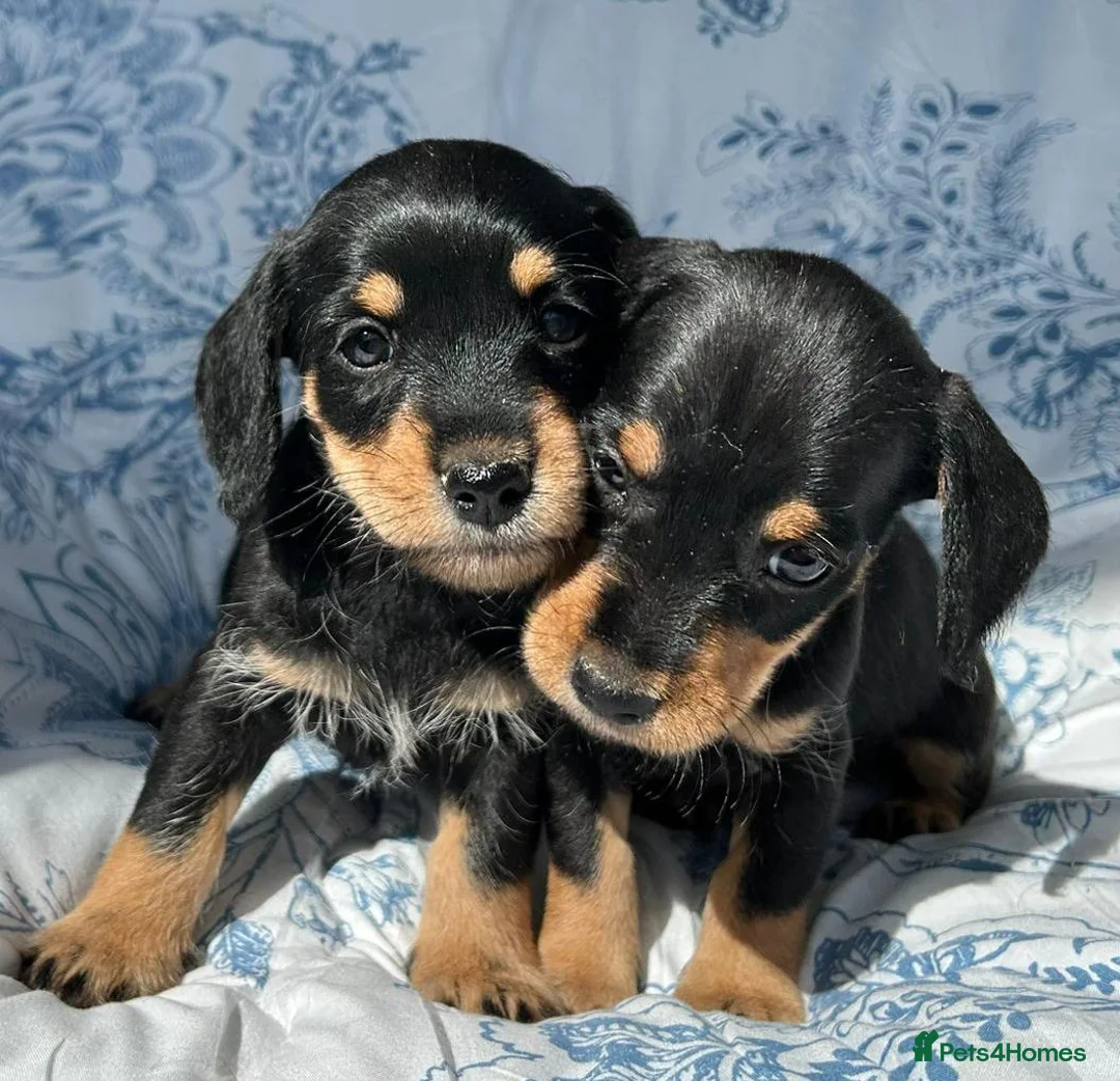 Dachshund dogs for sale: F1 SCHNOXIE EXTENSIVELY HEALTH TESTED PARENTS    - Advert 2