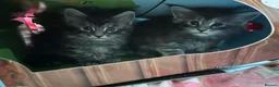 Maine Coon cats for sale: Beautiful 3 mainecoon kittens ready 3rd July  - Advert 1