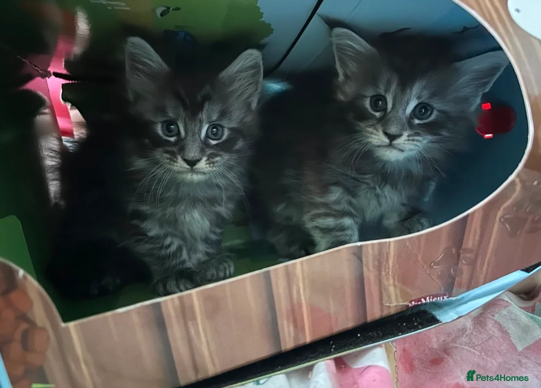 Maine Coon cats for sale: Beautiful 3 mainecoon kittens ready 3rd July  - Advert 1