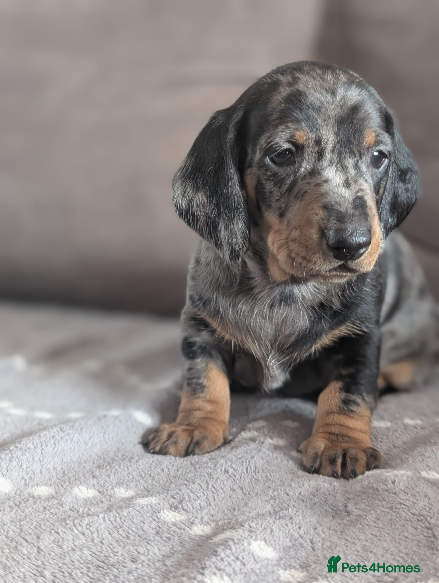 Dachshund dogs Champion Line Standard Dachshund  - Advert 1