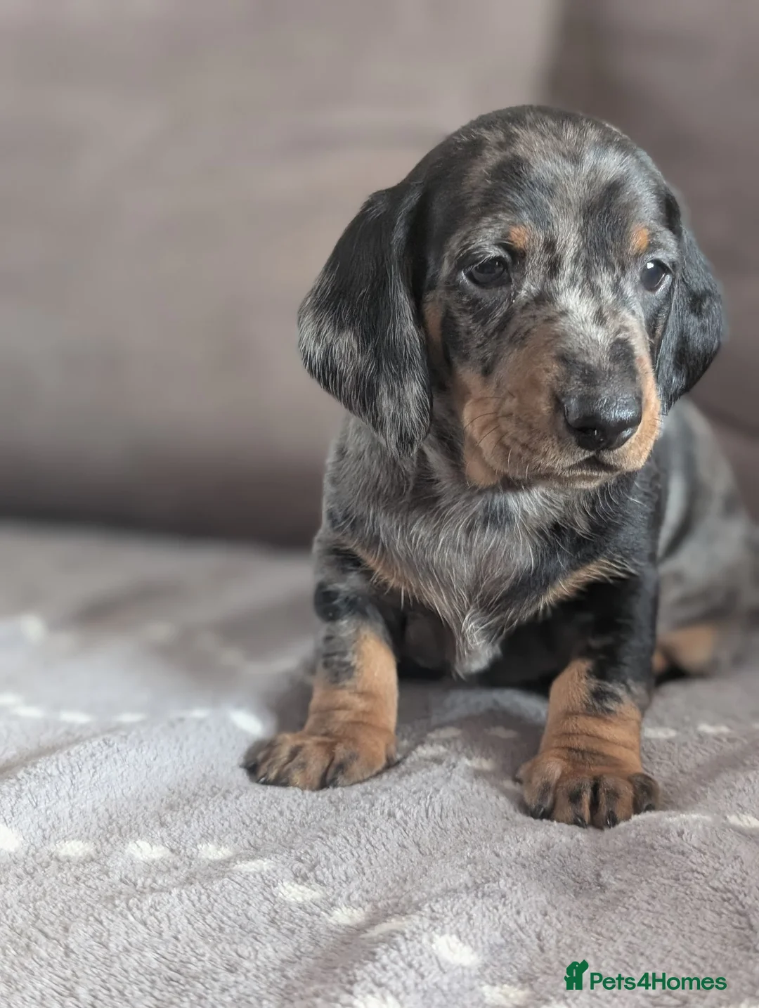 Dachshund dogs for sale: Champion Line Standard Dachshund  in Coventry - Advert 1