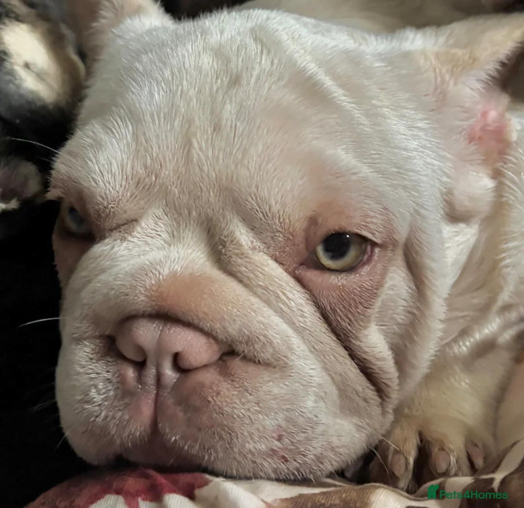 French Bulldog dogs for sale: French bulldogs pink and fluffy carriers - Advert 38