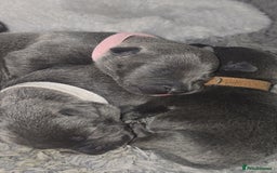 Staffordshire Bull Terrier dogs for sale: Staffordshire bull terrier  - Advert 36