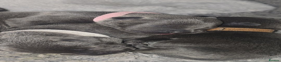 Staffordshire Bull Terrier Puppy 8