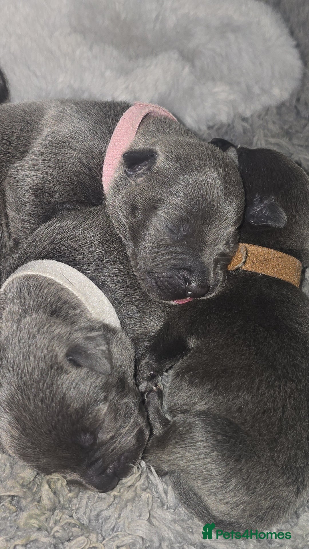 Staffordshire Bull Terrier dogs for sale: Staffordshire bull terrier  - Advert 36