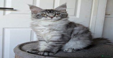 Maine Coon cats - Advert 3
