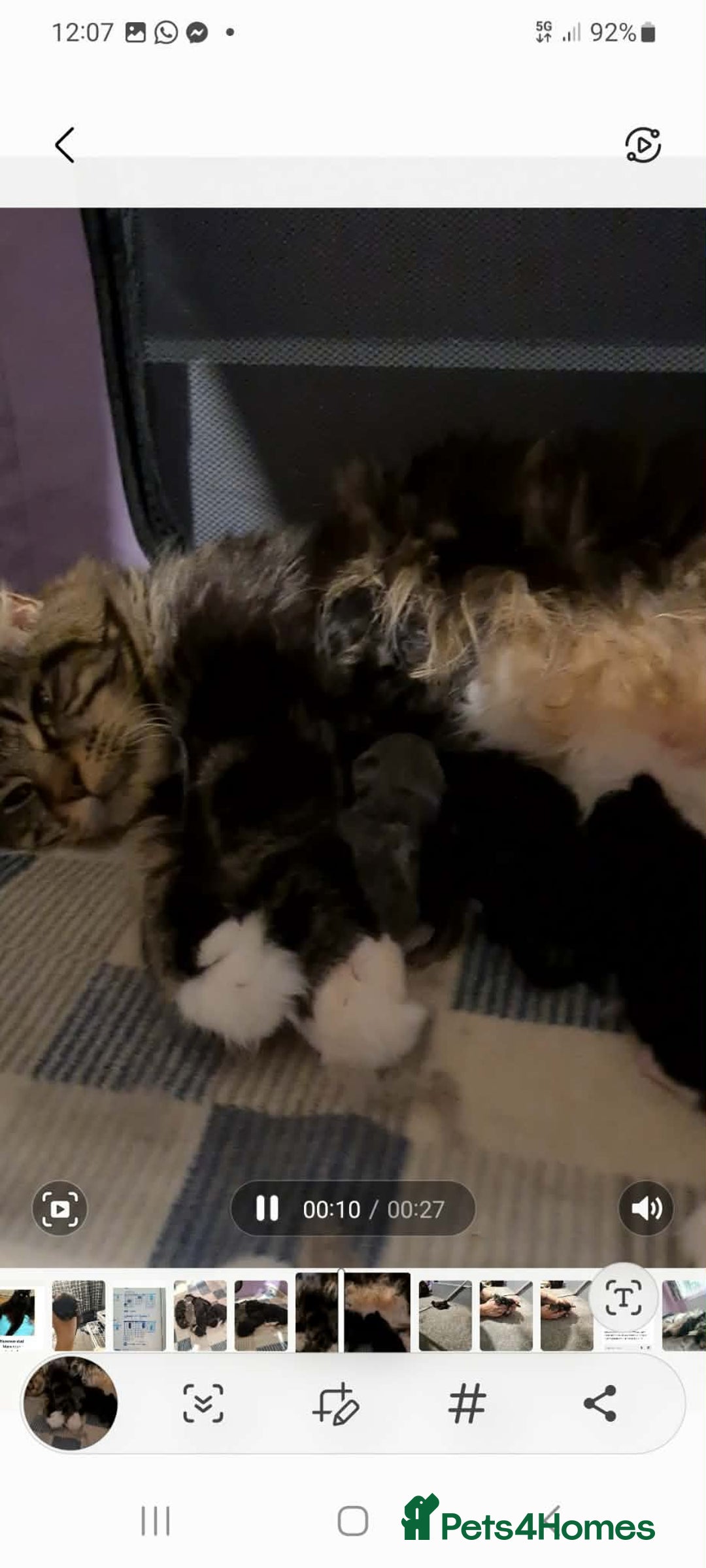 Maine Coon cats for sale: Maine Coon Kittens for Sale ready to reserve  - Advert 1