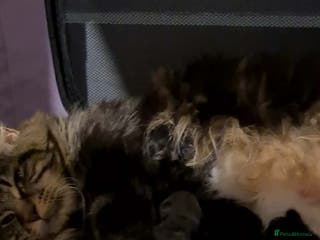 Maine Coon cats Maine Coon Kittens for Sale ready to reserve - Advert 5