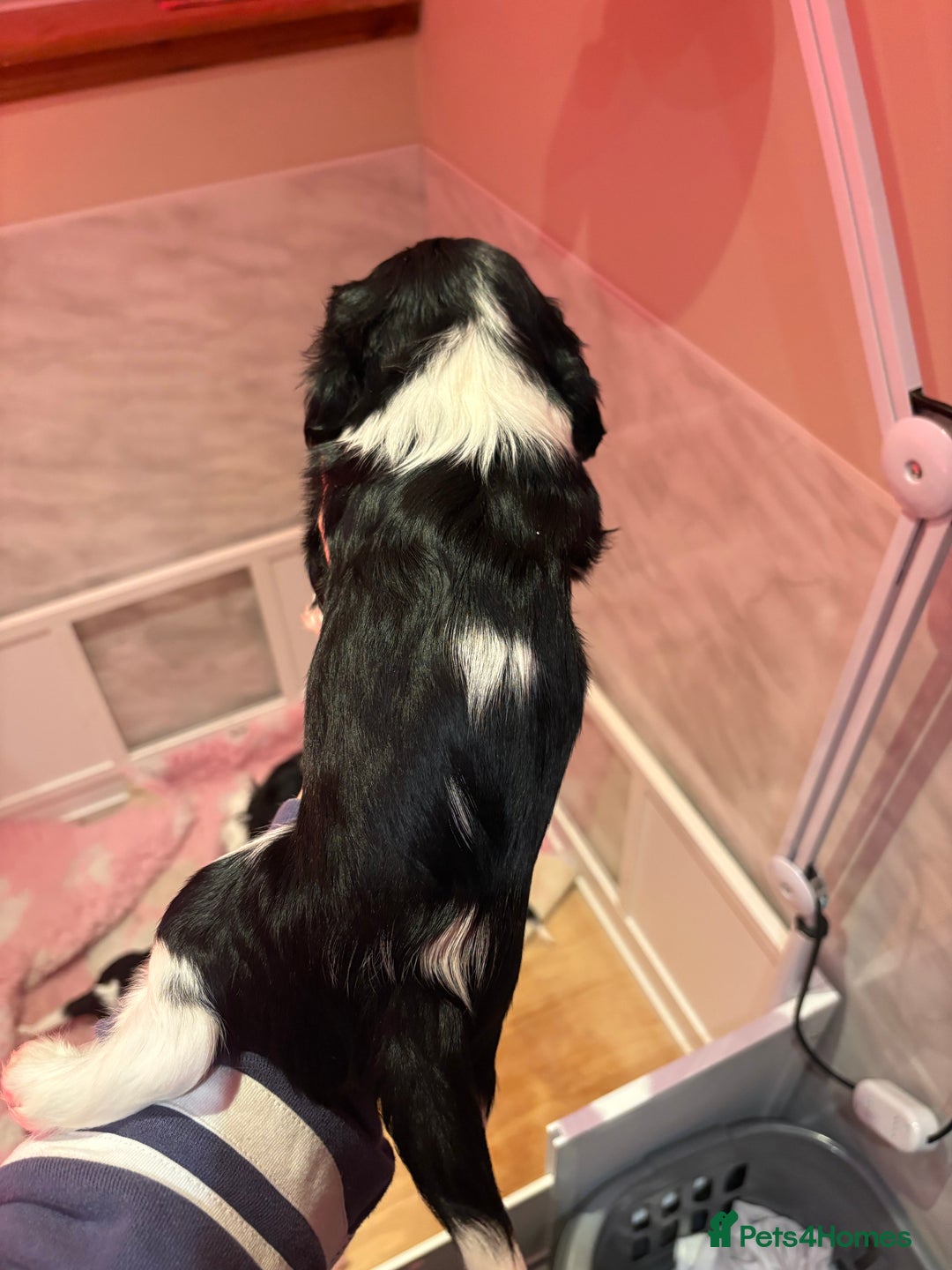 Cavalier King Charles Spaniel dogs for sale: All Reserved . - Advert 4