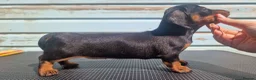 Miniature Dachshund dogs for sale: Champion line show Mini Smooth-Haired Dachshund  - Advert 7