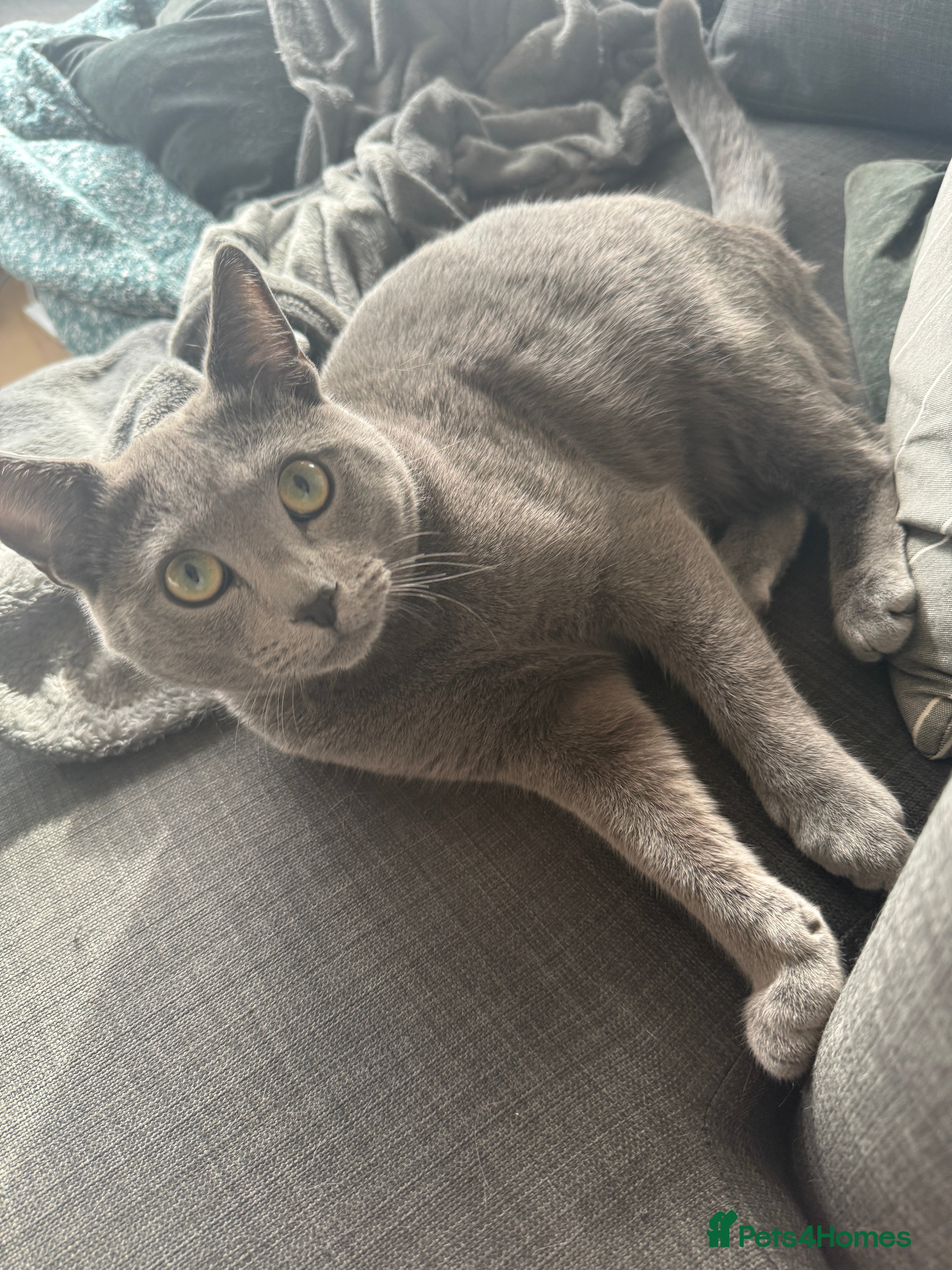 Russian Blue cats Sweet Russian Blue boy 1yr (TICA Pedigree) - Advert 4