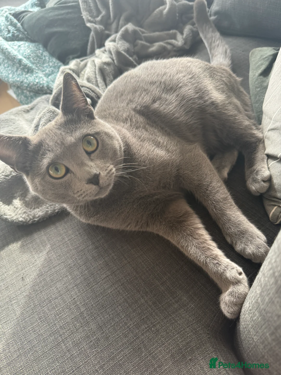 Russian Blue cats for sale: Sweet Russian Blue boy 1yr (TICA Pedigree) - Advert 1