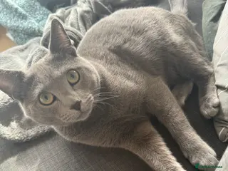 Russian Blue cats Sweet Russian Blue boy 1yr (TICA Pedigree) - Advert 10