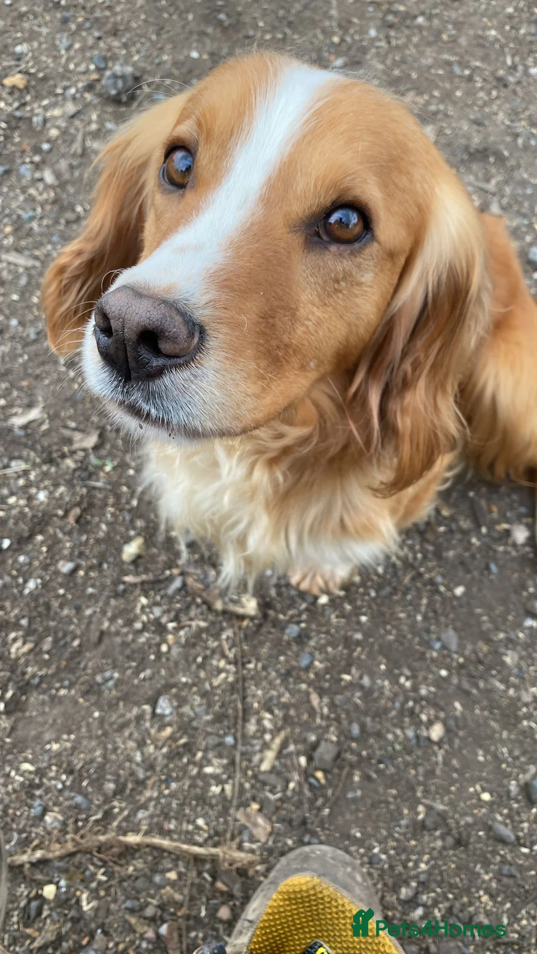Cocker Spaniel dogs for stud: Proven amazing Stud dogs  - Advert 1