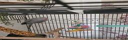 Ringnecks birds for sale: Grey ring neck parrot - Advert 2