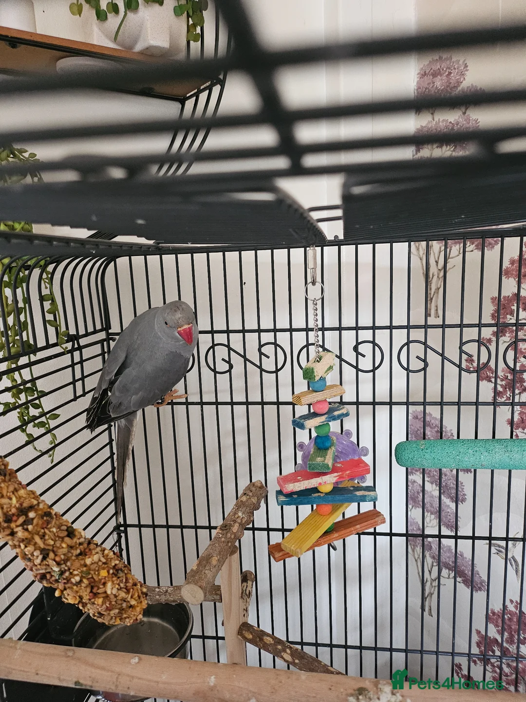 Ringnecks birds for sale: Grey ring neck parrot - Advert 2