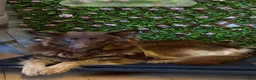 German Shepherd dogs for sale: CHOCOLATE AND TAN LONG COATED GERMAN SHEPARDS  in West Malling - Advert 37