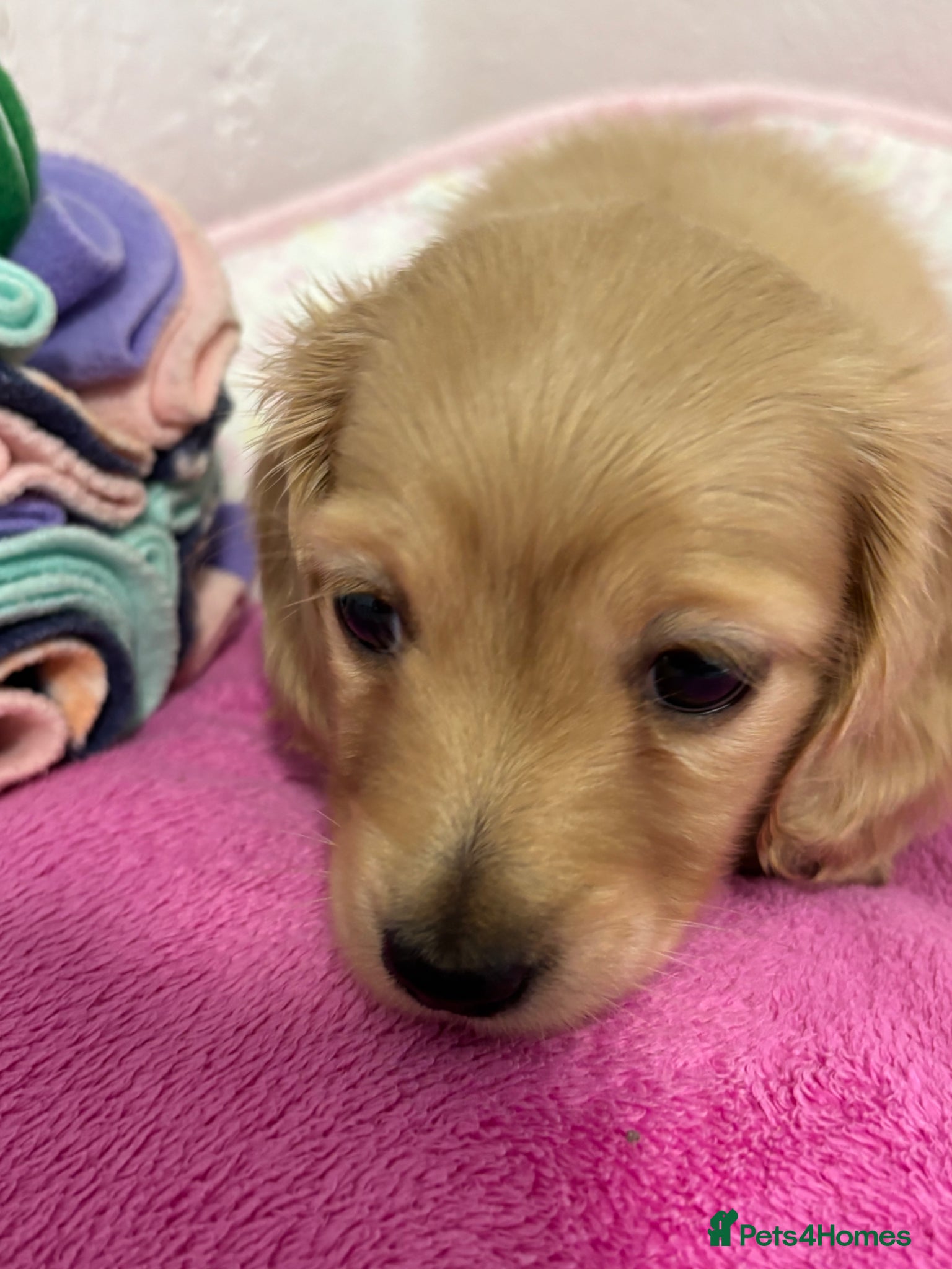 Miniature Dachshund dogs KC Miniature Long Haired English Cream Dachshunds  - Advert 15