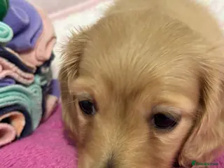 Miniature Dachshund dogs KC Miniature Long Haired English Cream Dachshunds - Advert 15