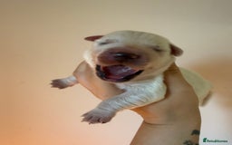 Golden Retriever dogs for sale: KC REG WHITE FULLY HEALTH TESTED PARENTS - Image 4