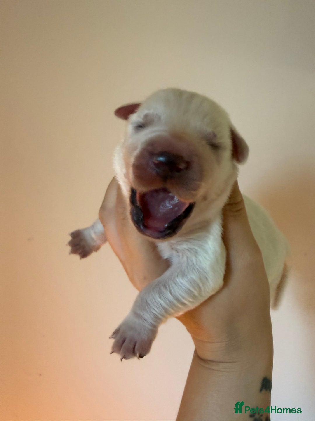 Golden Retriever dogs for sale: KC REG WHITE FULLY HEALTH TESTED PARENTS - Image 4