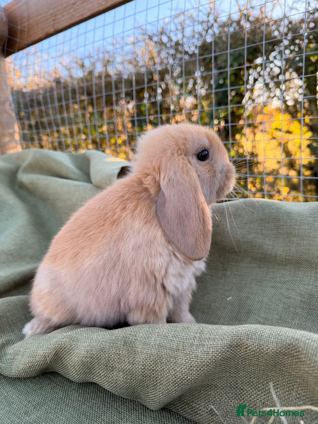 Mini Lop rabbits for sale: Mini Lop bunnies  - Advert 23