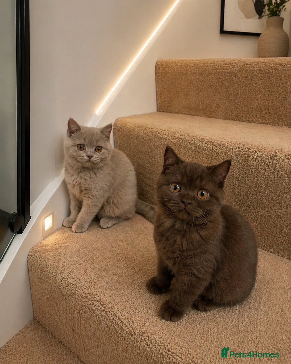 British Shorthair cats 7 British Shorthair Kittens TICA®️ – Import Lines - Advert 15