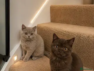 British Shorthair cats 7 British Shorthair Kittens TICA®️ – Import Lines - Advert 15