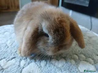 Mini Lop rabbits Stunning mini lop baby rabbit - Advert 1