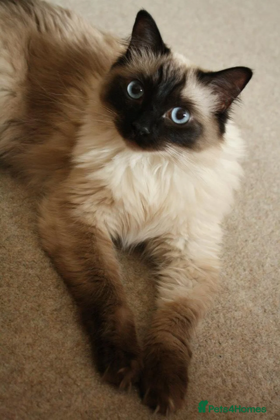 Ragdoll cats for sale: Loving indoor Kat six new Home in Epsom - Advert 1