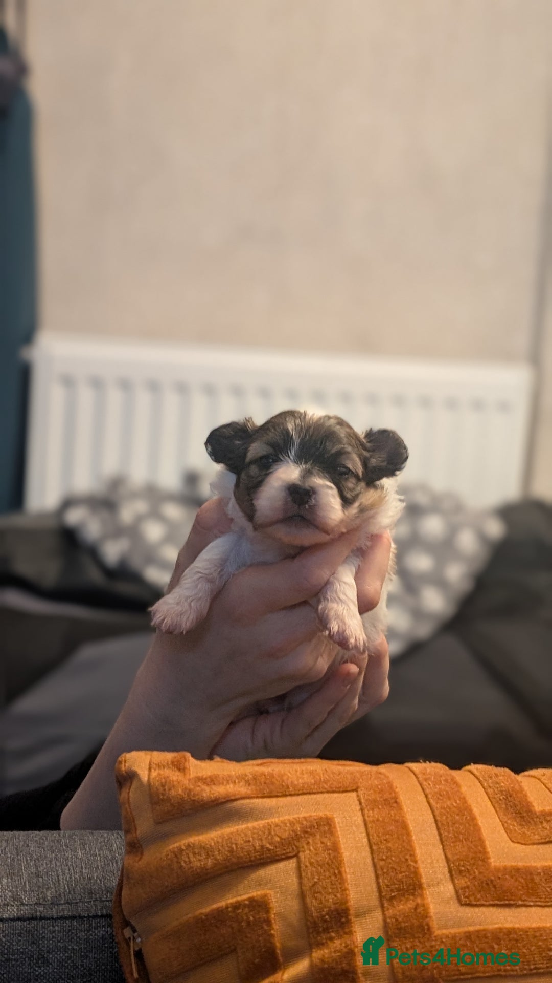 Papillon dogs for sale: Stunning papillon girls  - Advert 8