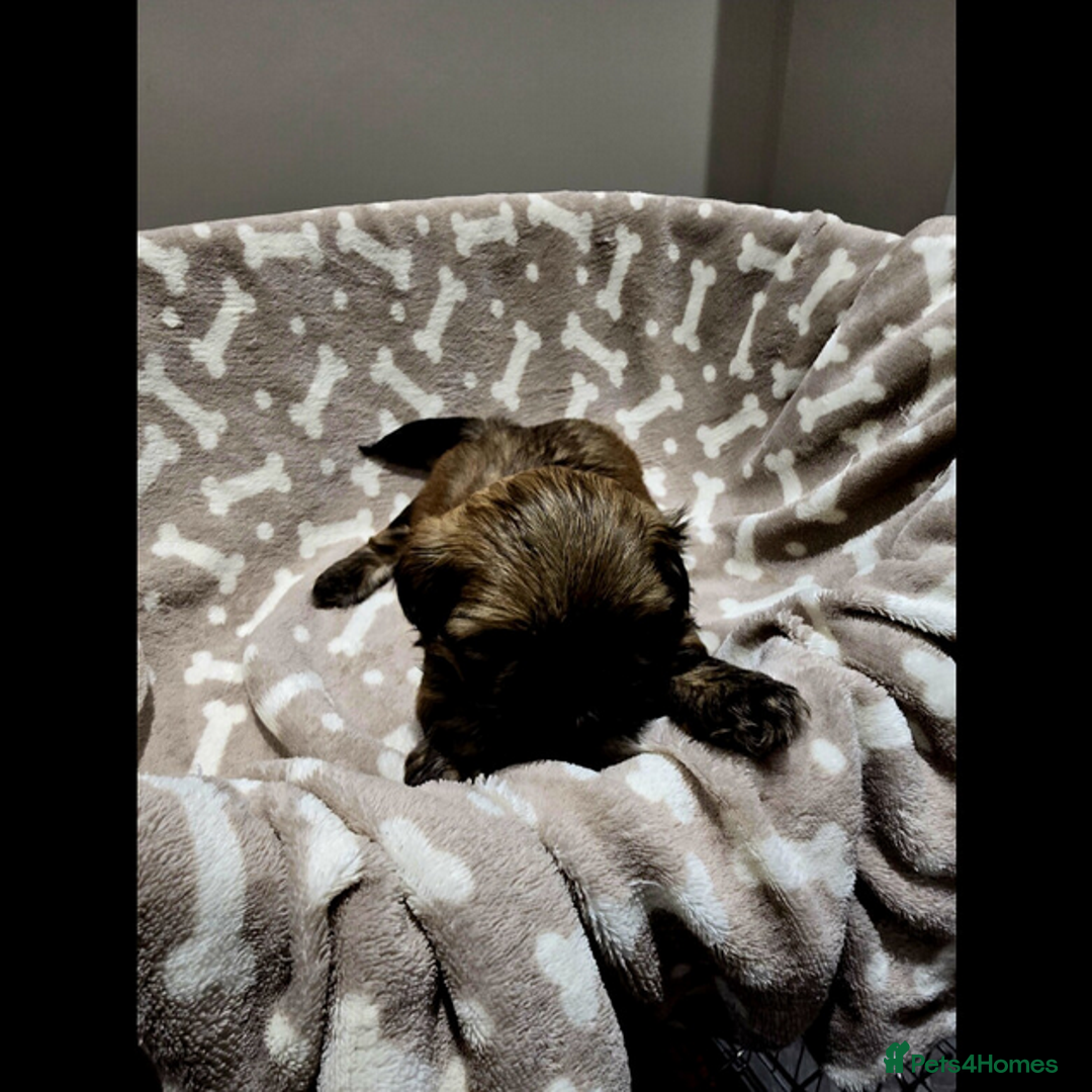 Shih Tzu dogs for sale: outstanding purebred Shih Tzu puppies ready to go - Advert 4