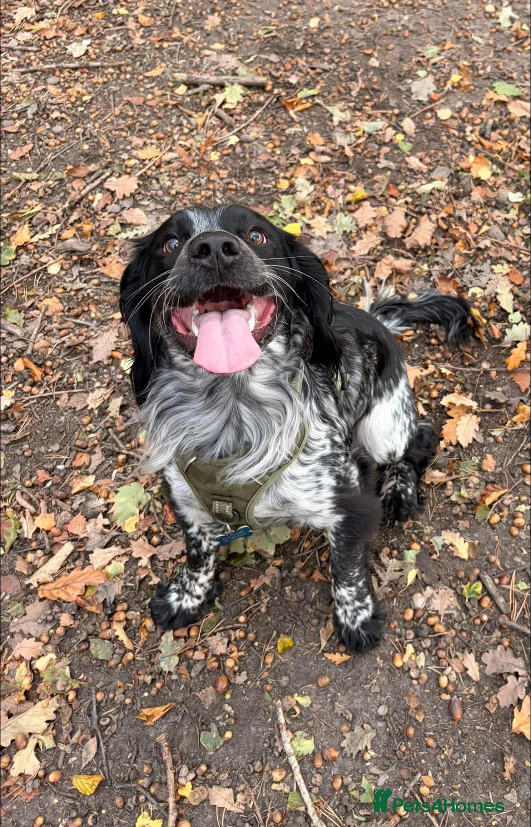 Sprocker dogs for stud: Blue roan Sprocker spaniel for Stud - Advert 3