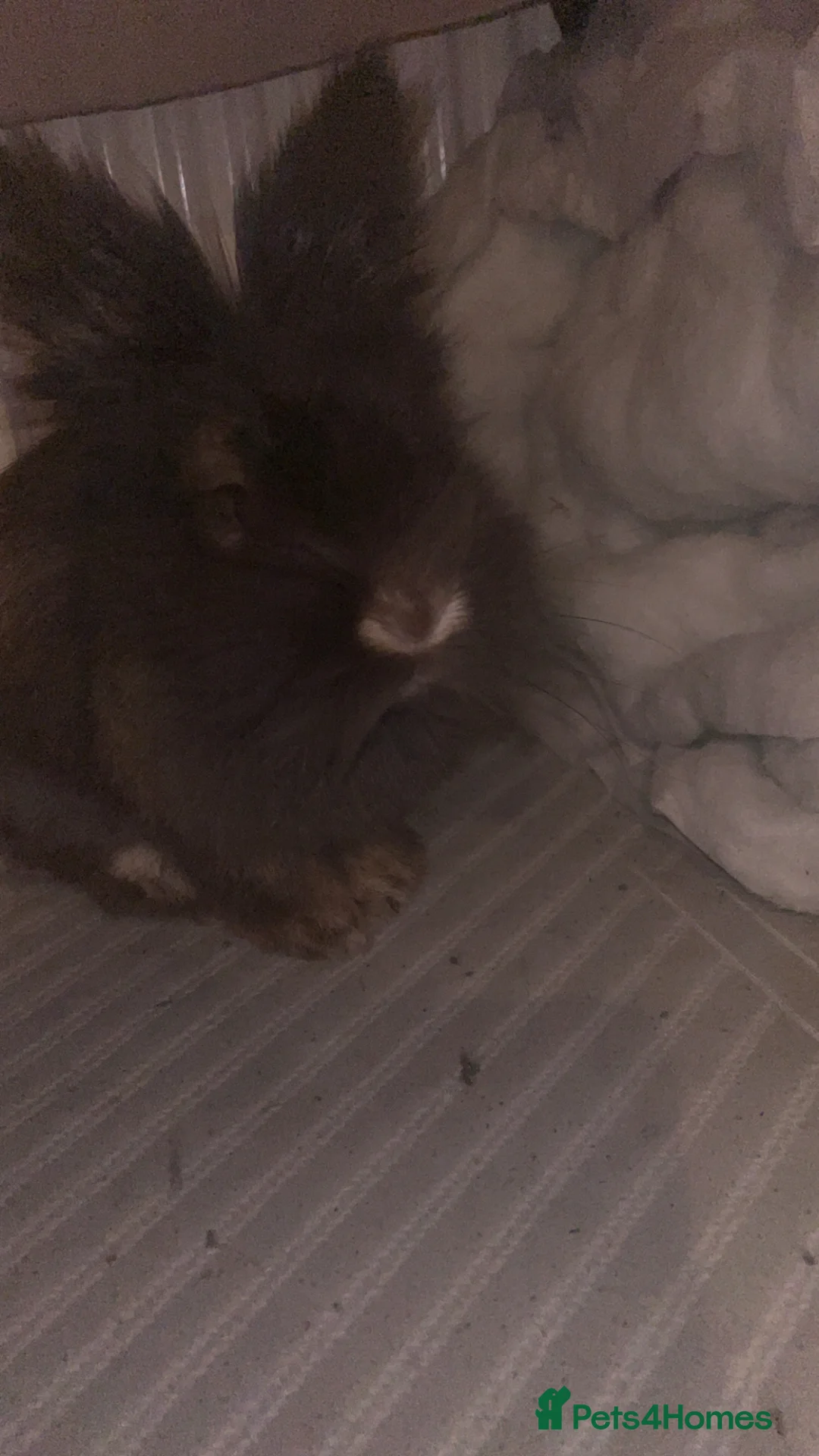 Lionhead rabbits for sale: Pure Lionhead  - Advert 3