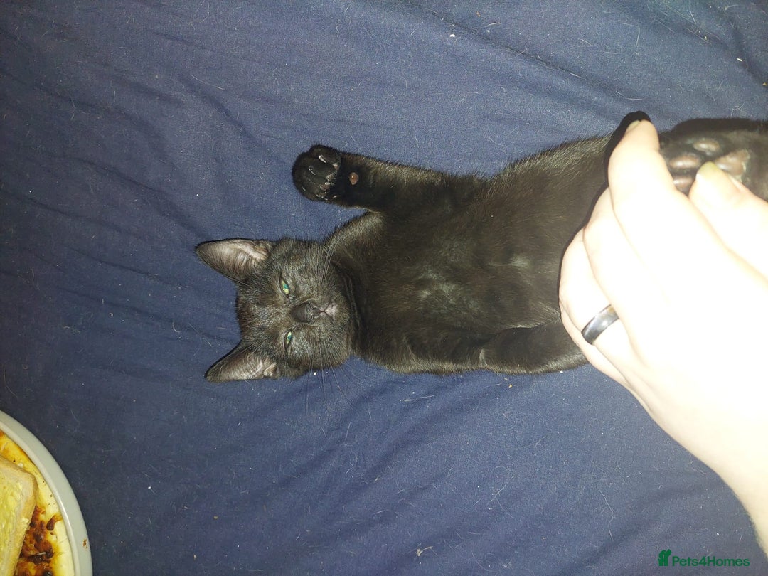 Mixed Breed cats for sale: 5 kittens for sale 13 weeks old ready to go  - Advert 13