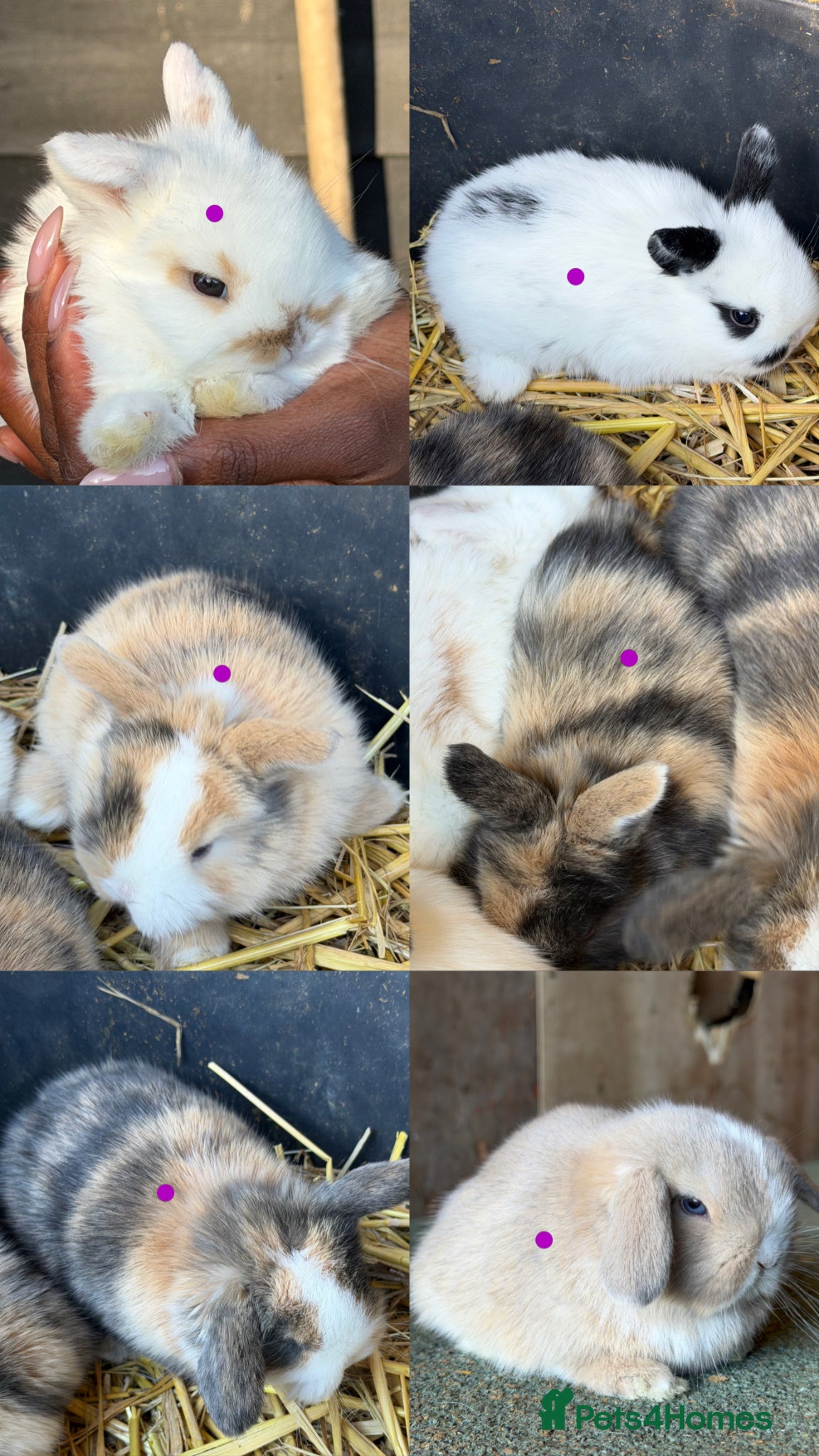 Mini Lop rabbits Pure mini lop  - Advert 10