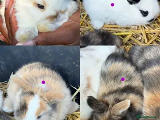 Mini Lop rabbits Pure mini lop - Advert 10