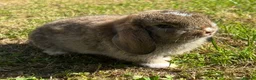 Mini Lop rabbits for sale: Beautiful Mini Lops - Advert 5