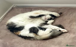 Mixed Breed cats for sale: Loving home needed for this sweet girl - Image 2