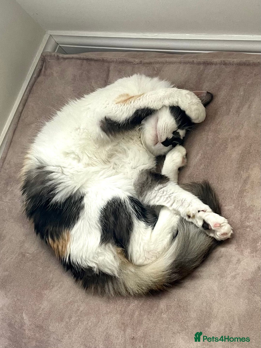 Mixed Breed cats for sale: Loving home needed for this sweet girl - Image 2
