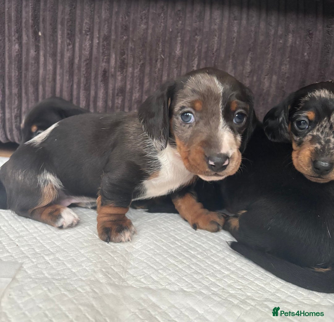 Miniature Dachshund dogs for sale: *REDUCED* 2 stunning female pups left - Image 11