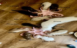 Mixed Breed cats for sale: Last little girl wanting forever home - Advert 11