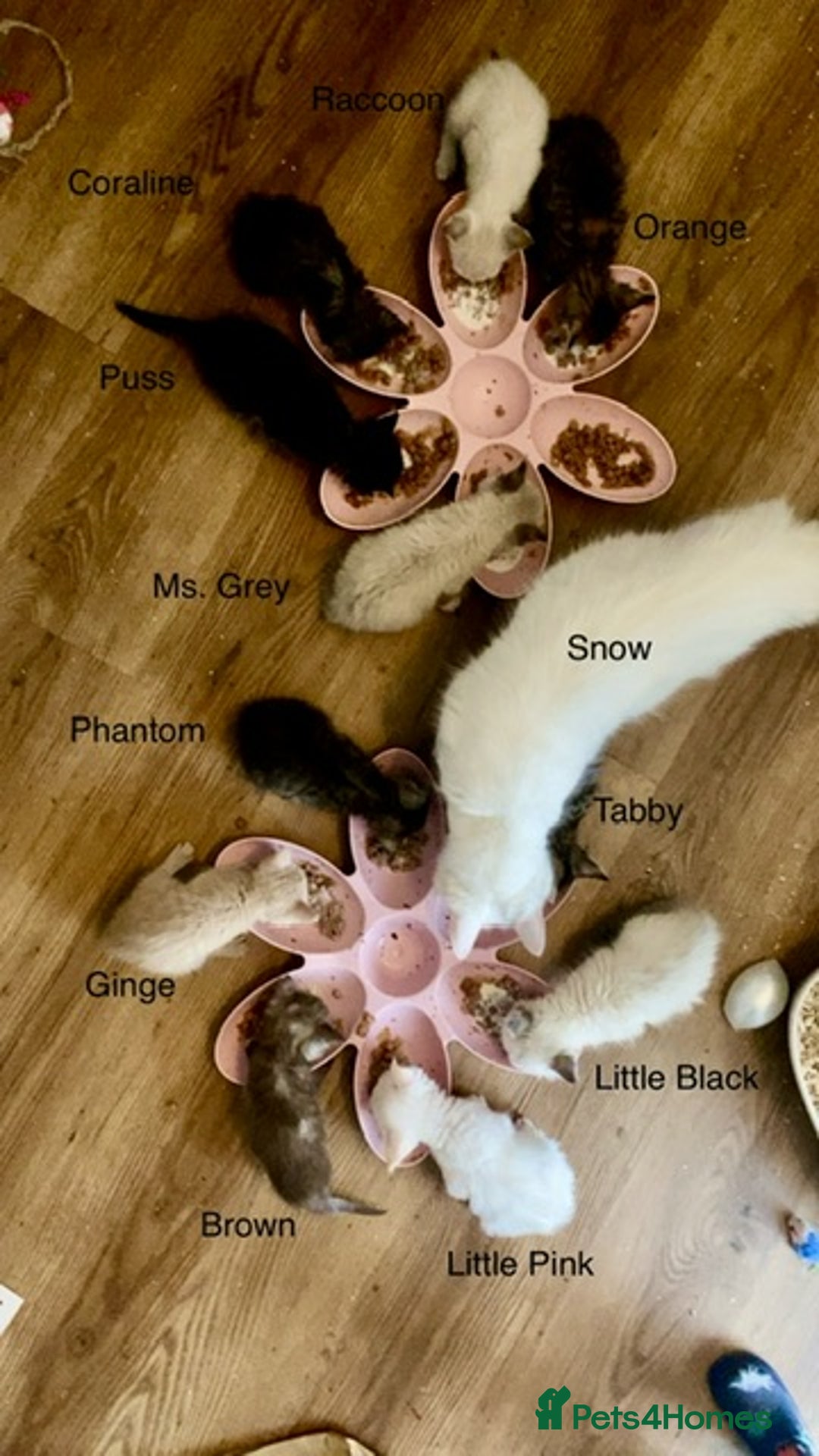 Mixed Breed cats for sale: Last little girl wanting forever home - Advert 11